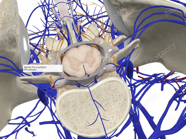 Spinal Pia (Lumbar)