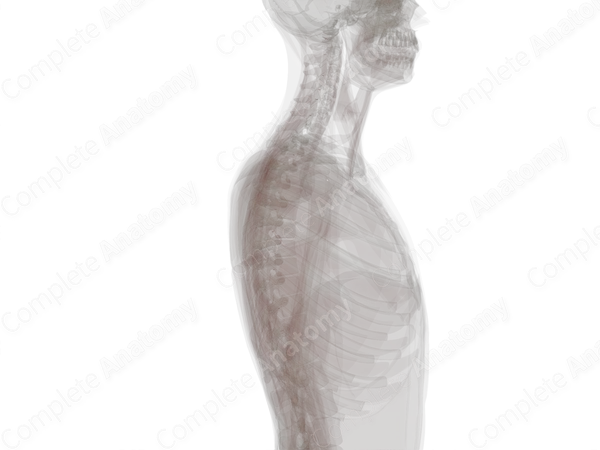 Central Arteries