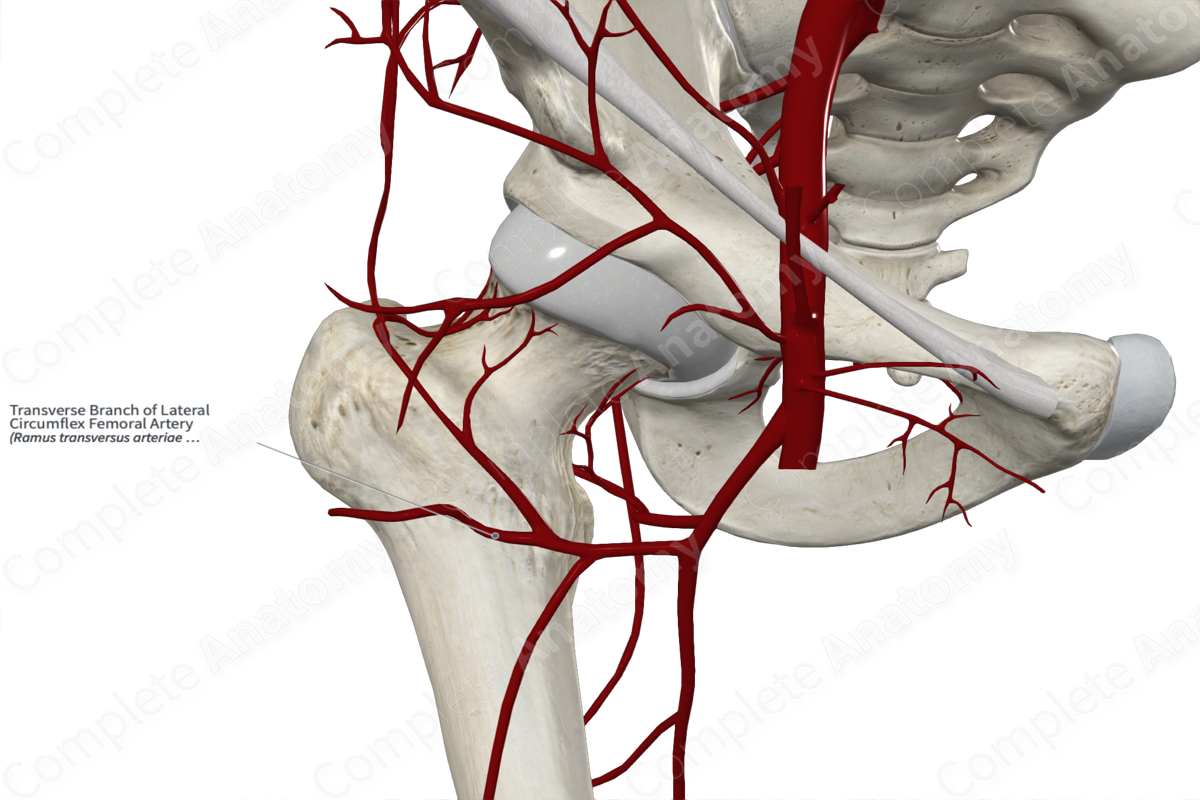 Transverse Branch of Lateral Circumflex Femoral Artery 