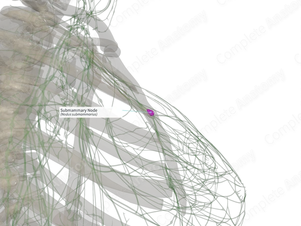 Submammary Node (Left)
