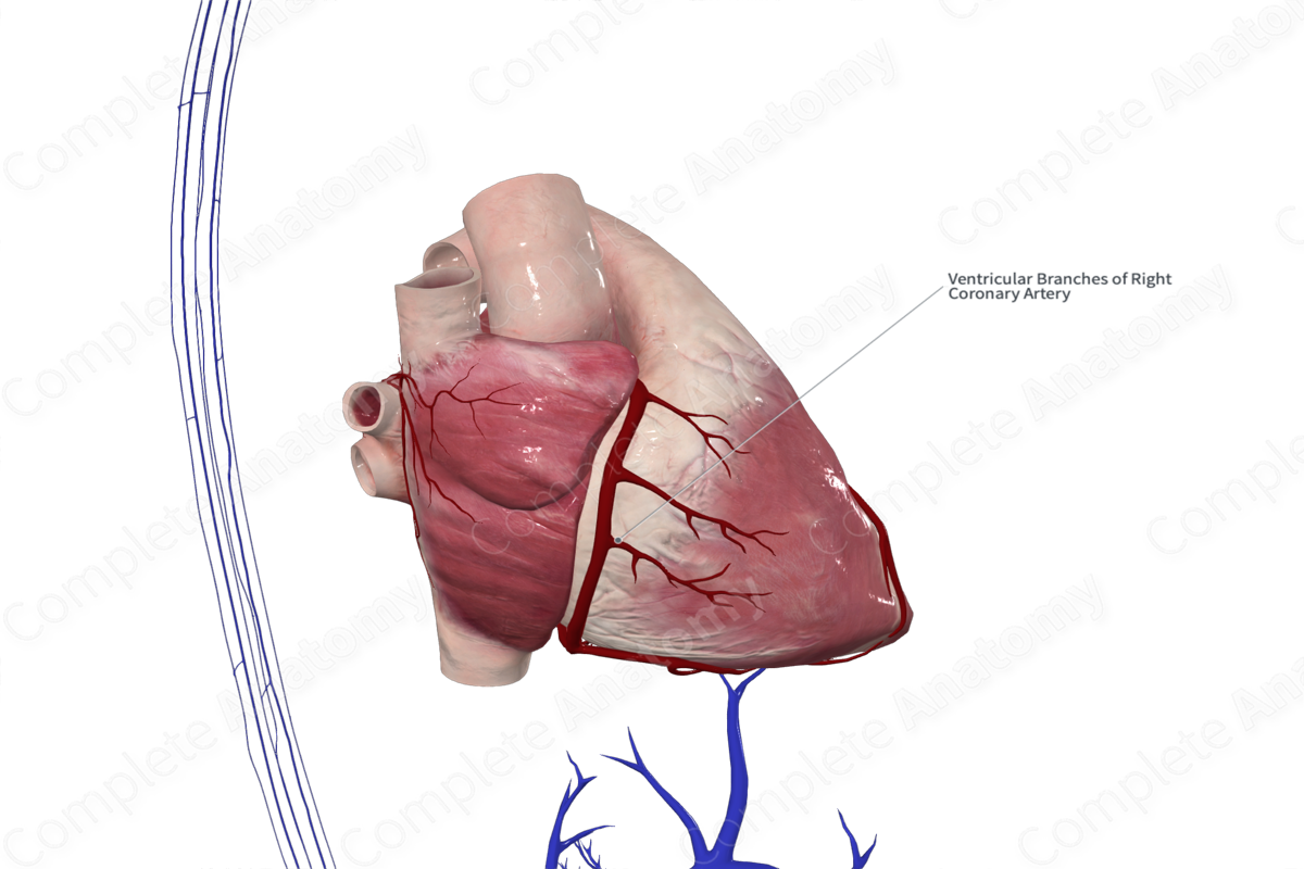 Ventricular Branches of Right Coronary Artery