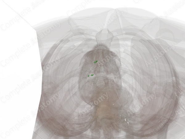 Pancreaticoduodenal Nodes