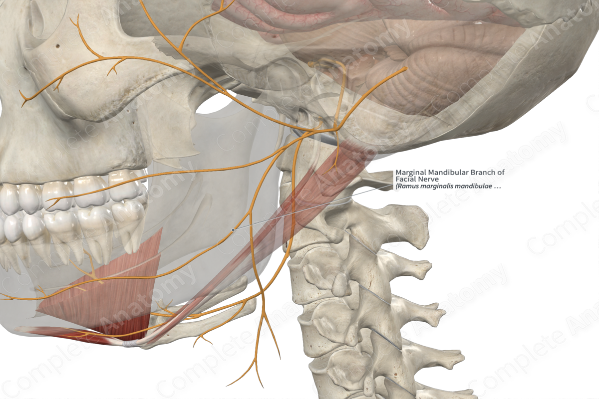 Marginal Mandibular Branch of Facial Nerve 