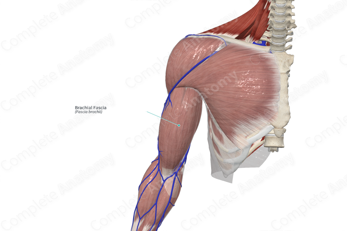Fascia, vessels and nerves of the upper limb: Video