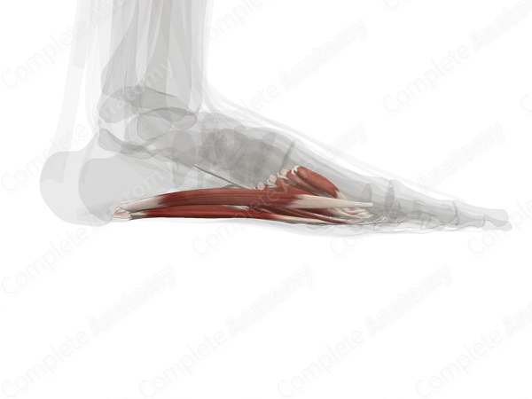 Muscles of Plantar Part of Foot (Left)