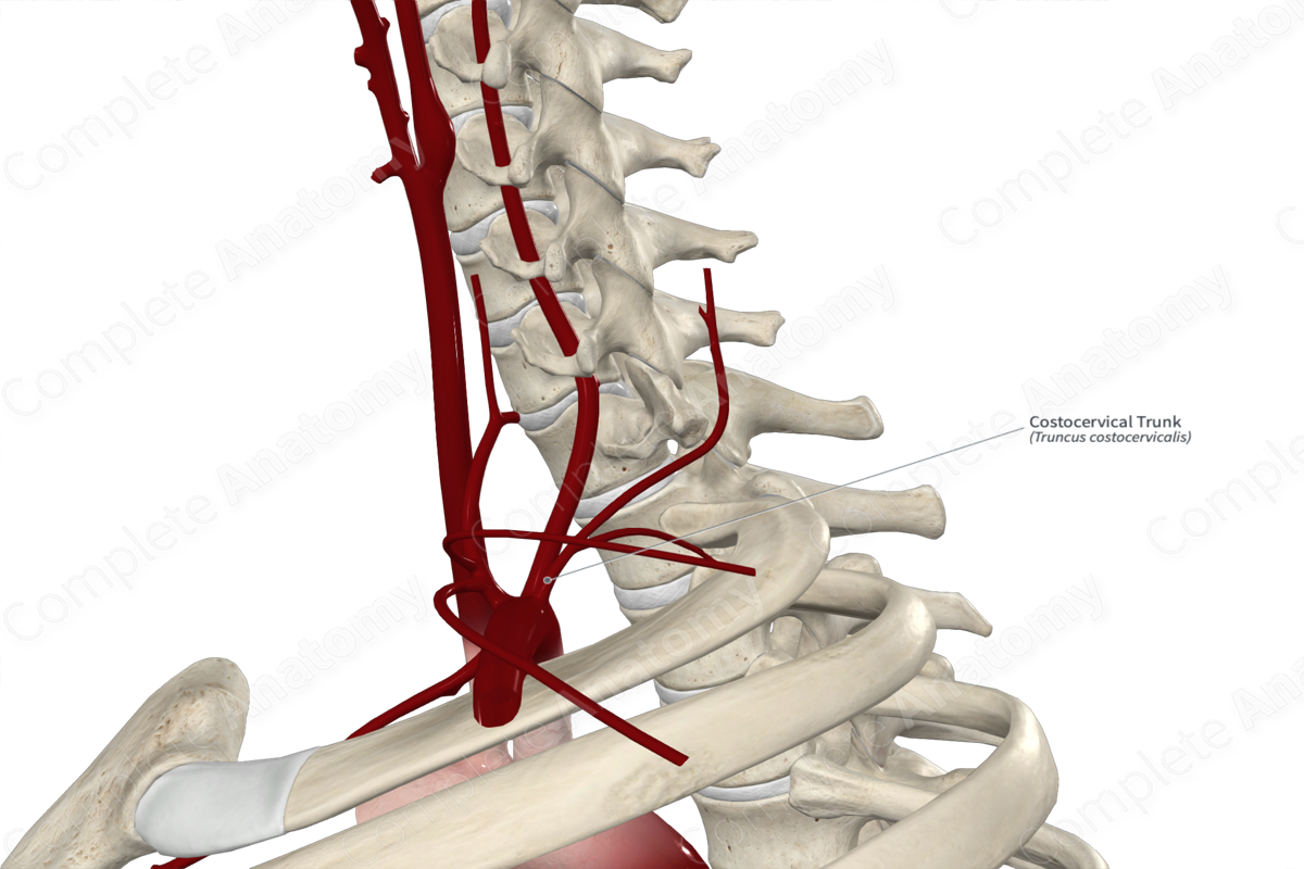 Costocervical Trunk 