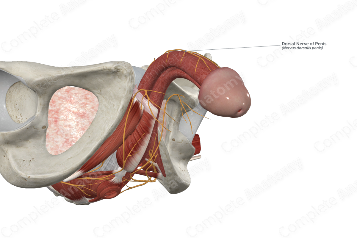 Dorsal Nerve of Penis | Complete Anatomy