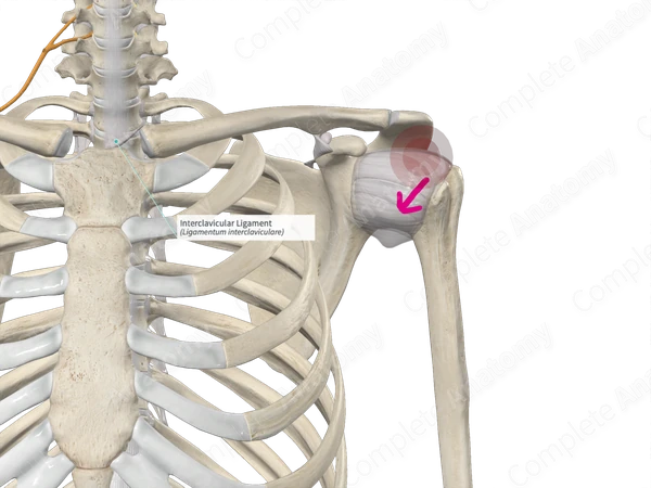 Interclavicular Ligament