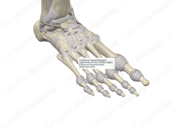 Collateral Interphalangeal Ligaments of Foot (Distal; Right)