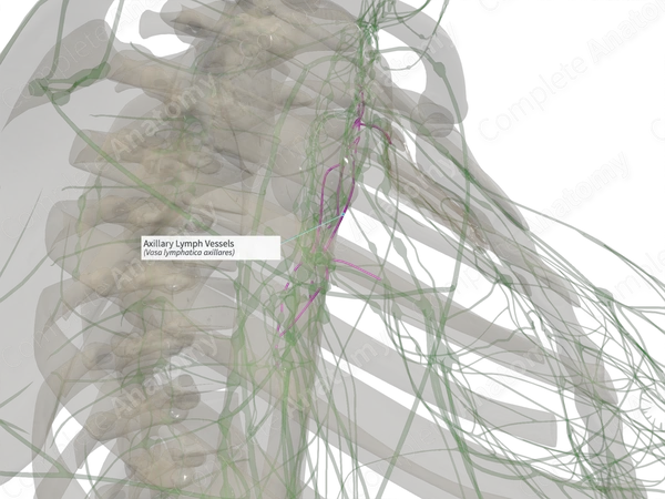 Axillary Lymph Vessels (Right)