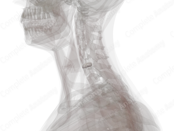 Intervertebral Symphysis (C5-C6)