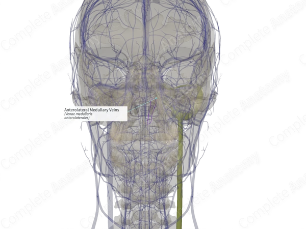 Anterolateral Medullary Veins (Left)