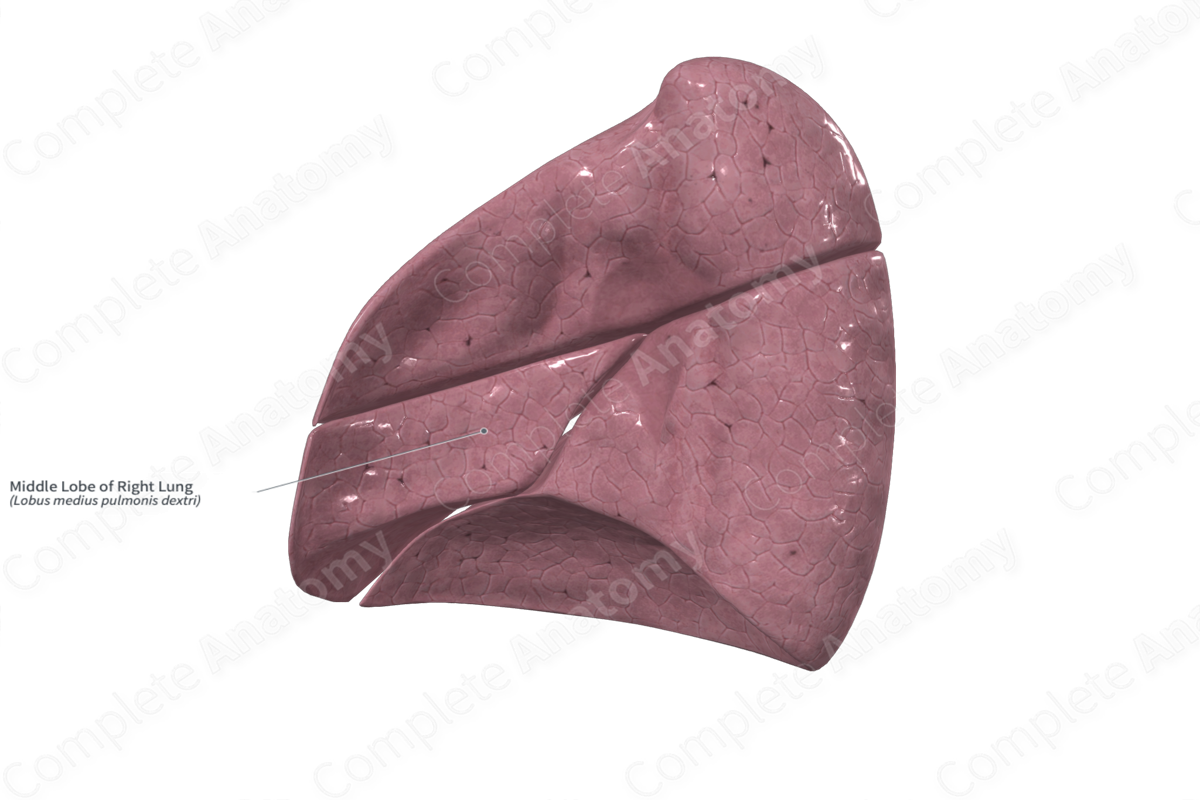 Middle Lobe of Right Lung