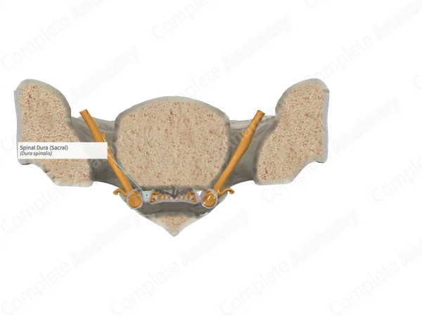 Spinal Dura (Sacral)