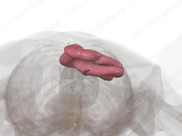 Jejunum