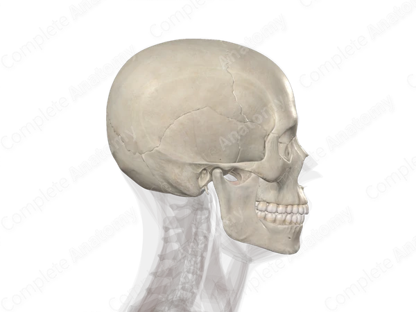 Bones of Head