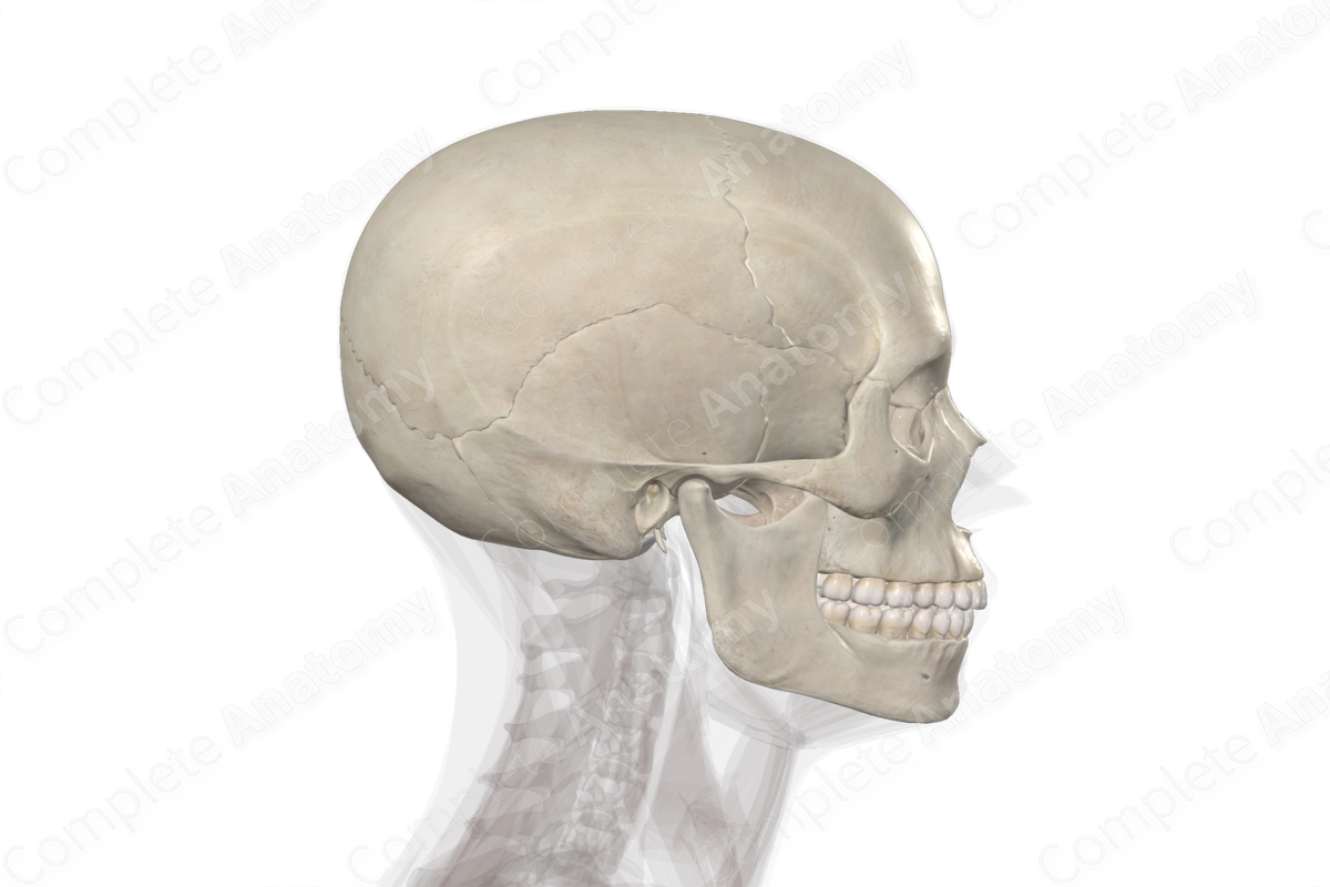 Bones of Head