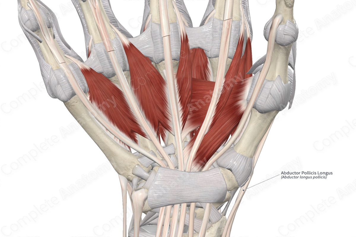 Abductor Pollicis Longus 