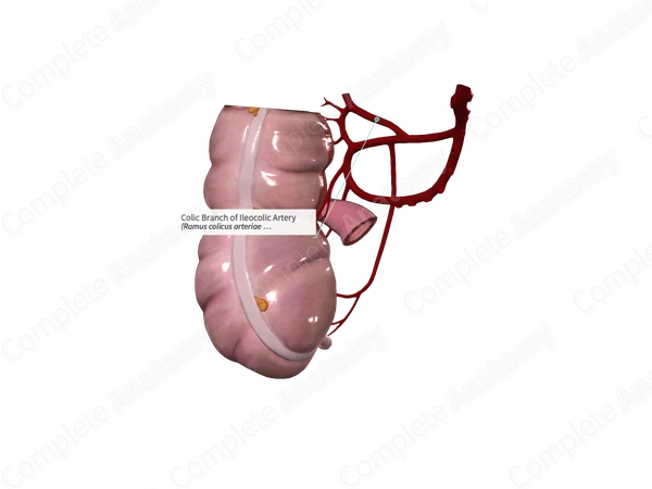 Colic Branch of Ileocolic Artery