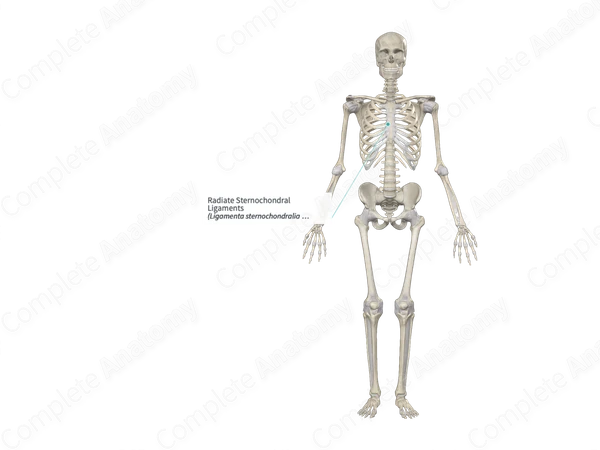 Radiate Sternochondral Ligaments