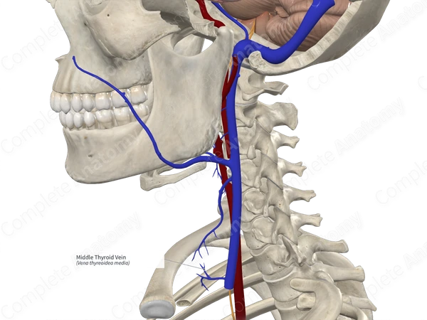 Middle Thyroid Vein
