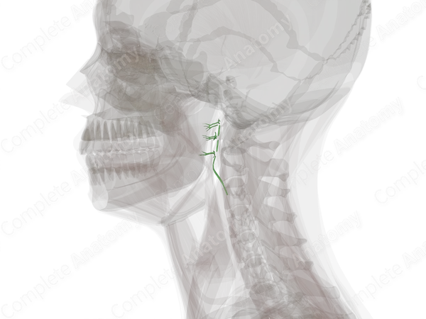 Retropharyngeal Lymph Vessels