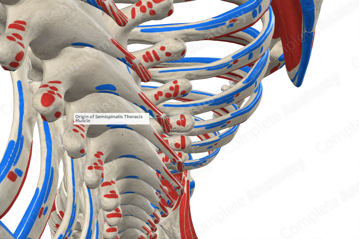 Origin of Semispinalis Thoracis Muscle