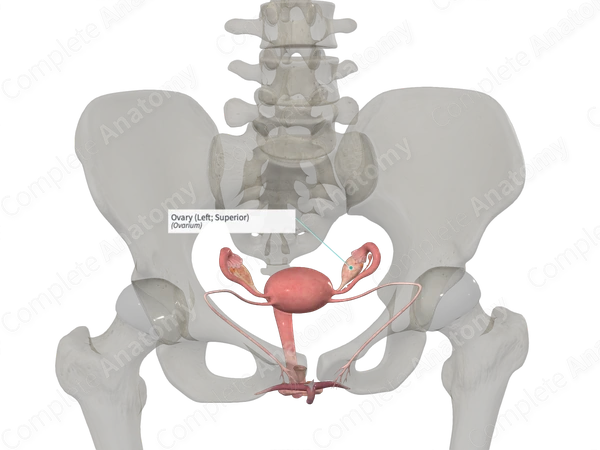 Ovary (Left; Superior)