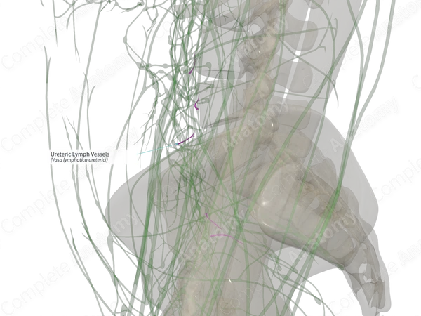 Ureteric Lymph Vessels (Right)