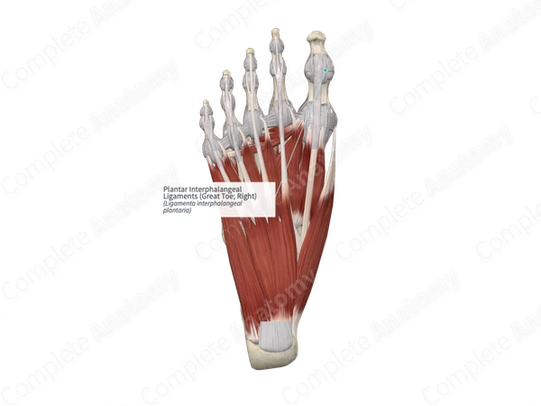Plantar Interphalangeal Ligaments (Great Toe; Right)