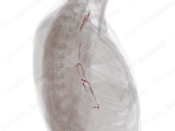 Arteries of Esophagus