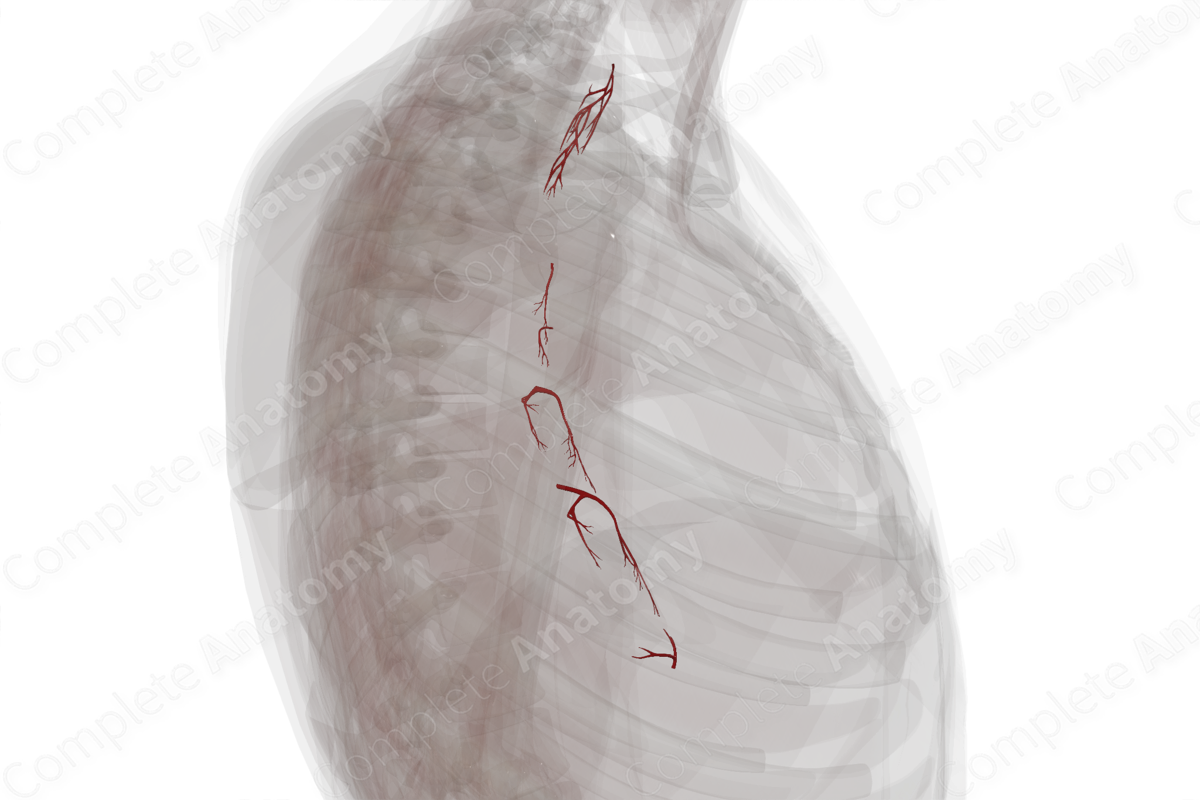 Arteries of Esophagus