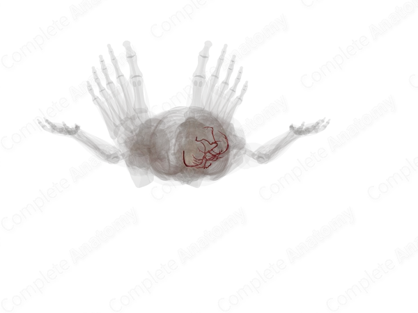 Arteries of Leg (Left)