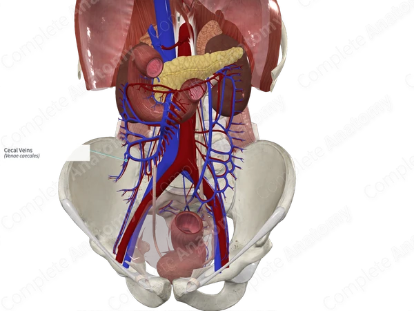 Cecal Veins