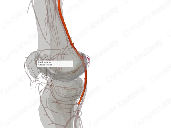 Sural Arteries (Right)