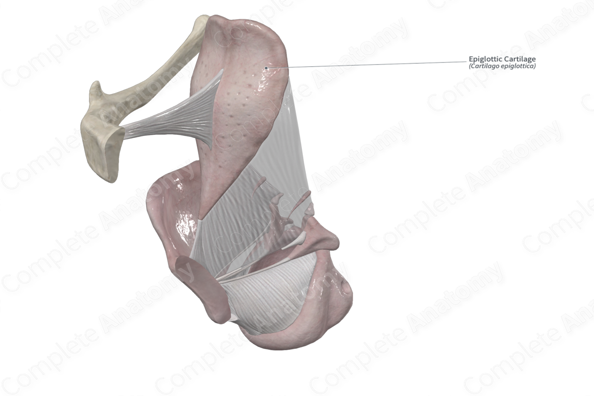 Epiglottic Cartilage