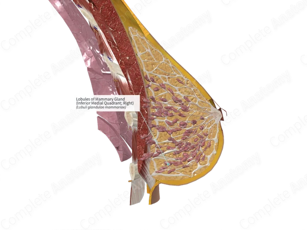 Lobules of Mammary Gland (Inferior Medial Quadrant; Left)