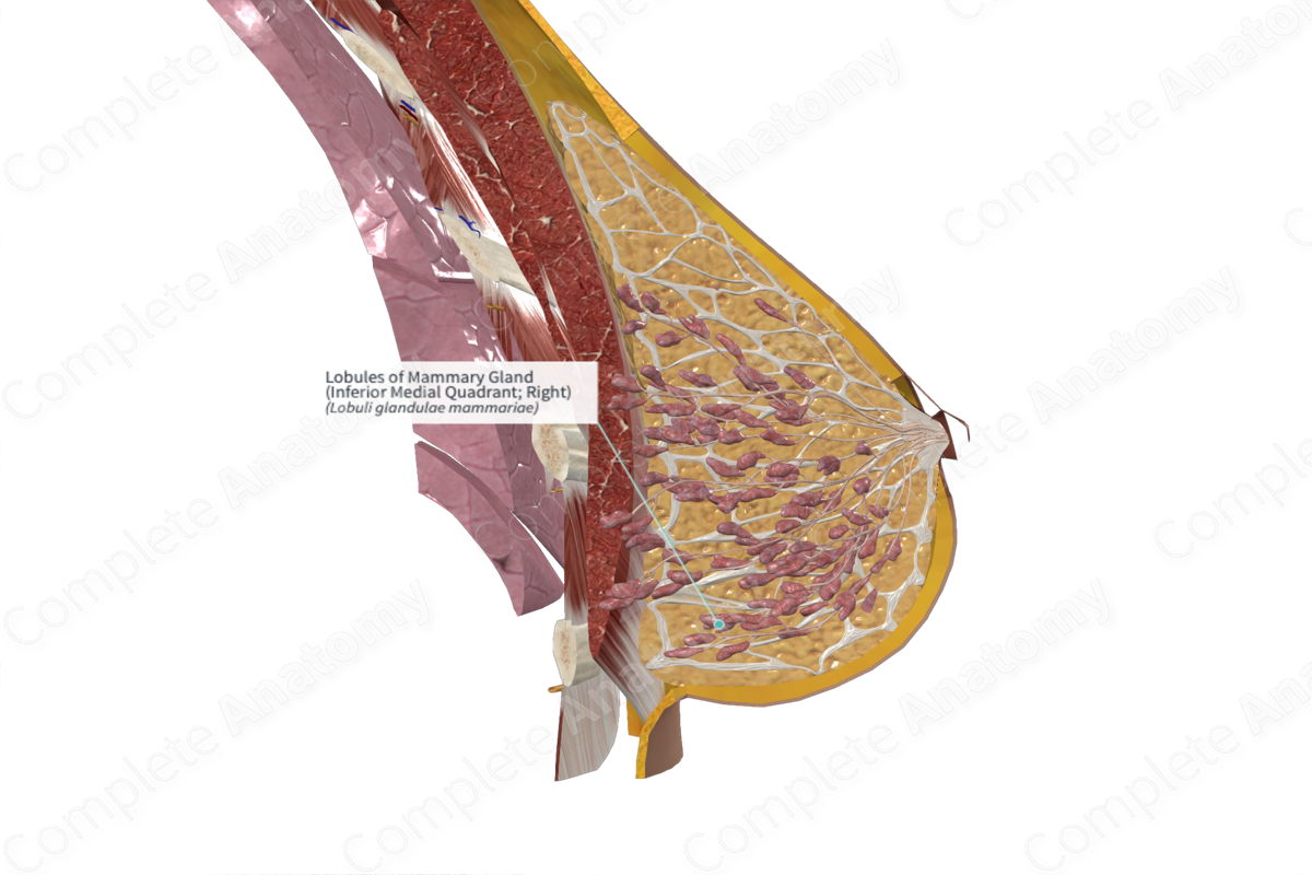 Lobules of Mammary Gland (Inferior Medial Quadrant; Left)