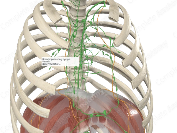 Bronchopulmonary Lymph Vessels