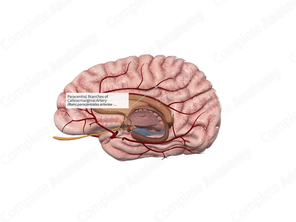 Paracentral Branches of Callosomarginal Artery