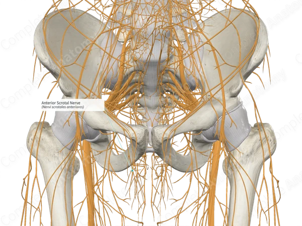 Anterior Scrotal Nerve