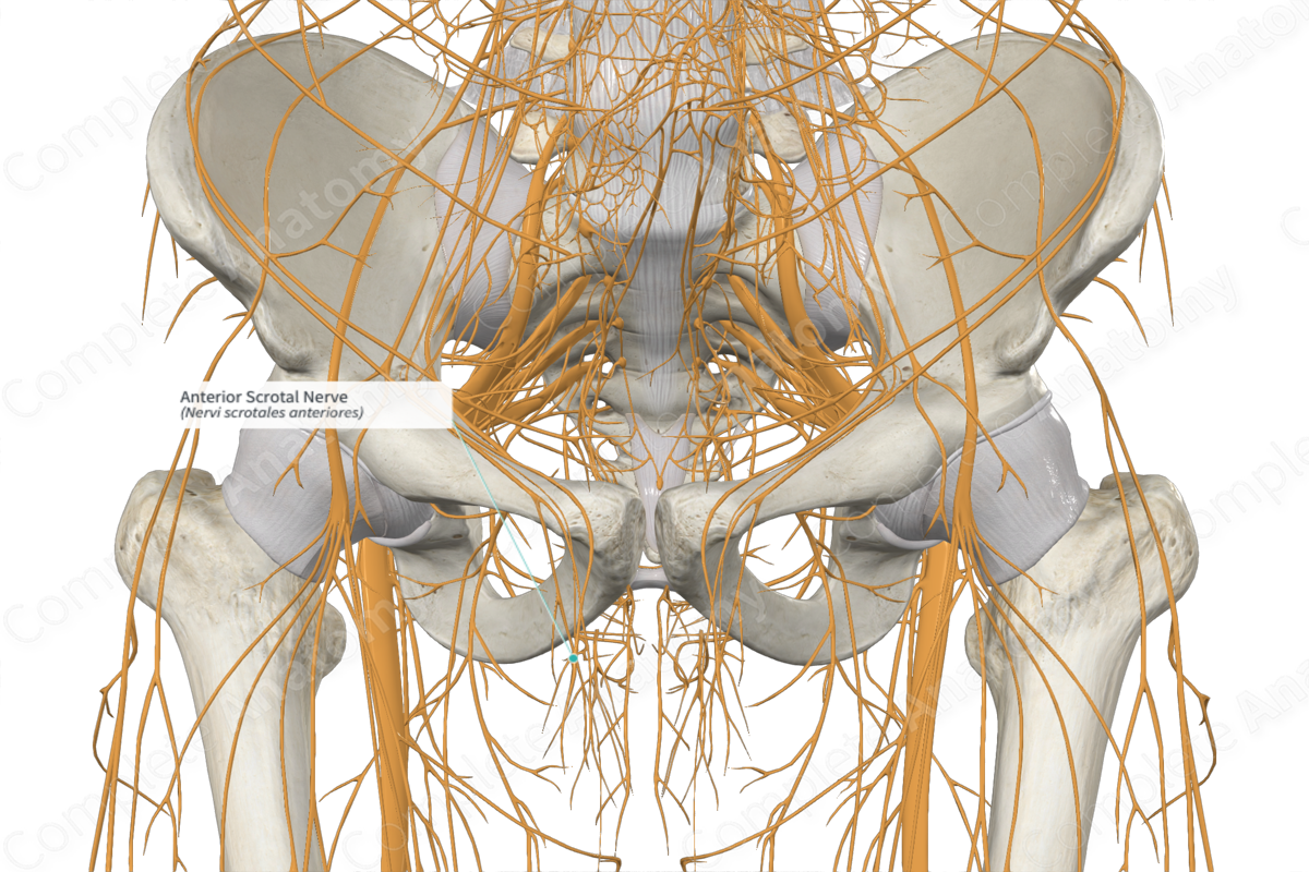 Anterior Scrotal Nerve 