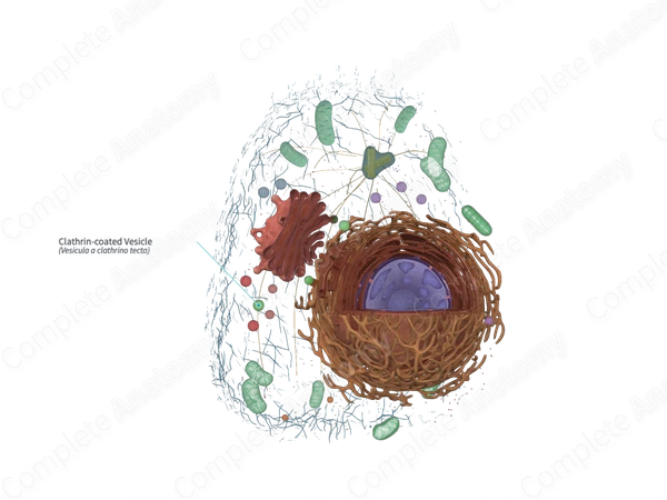 Clathrin-coated Vesicle