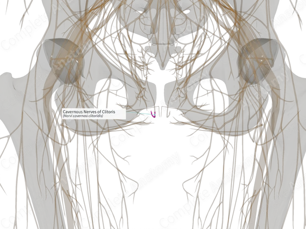 Cavernous Nerves of Clitoris (Right)