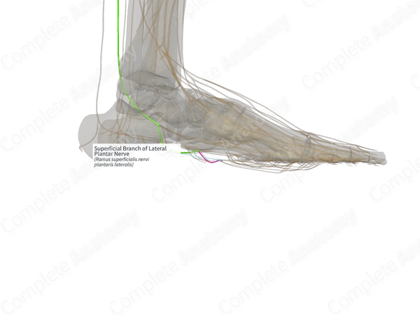 Superficial Branch of Lateral Plantar Nerve (Left)