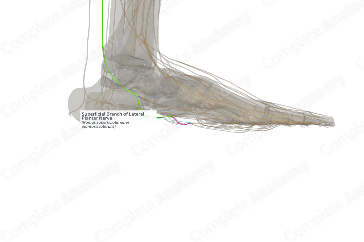 Superficial Branch of Lateral Plantar Nerve (Left)