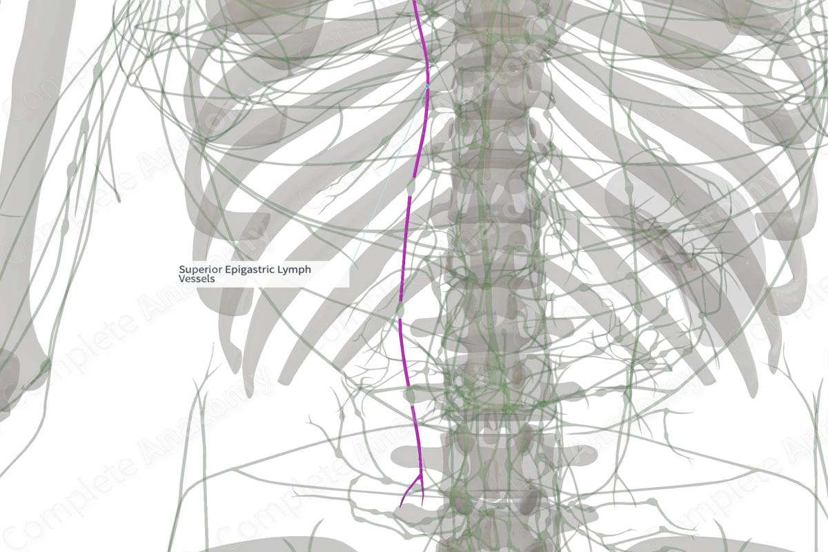 Superior Epigastric Lymph Vessels (Left) | Complete Anatomy