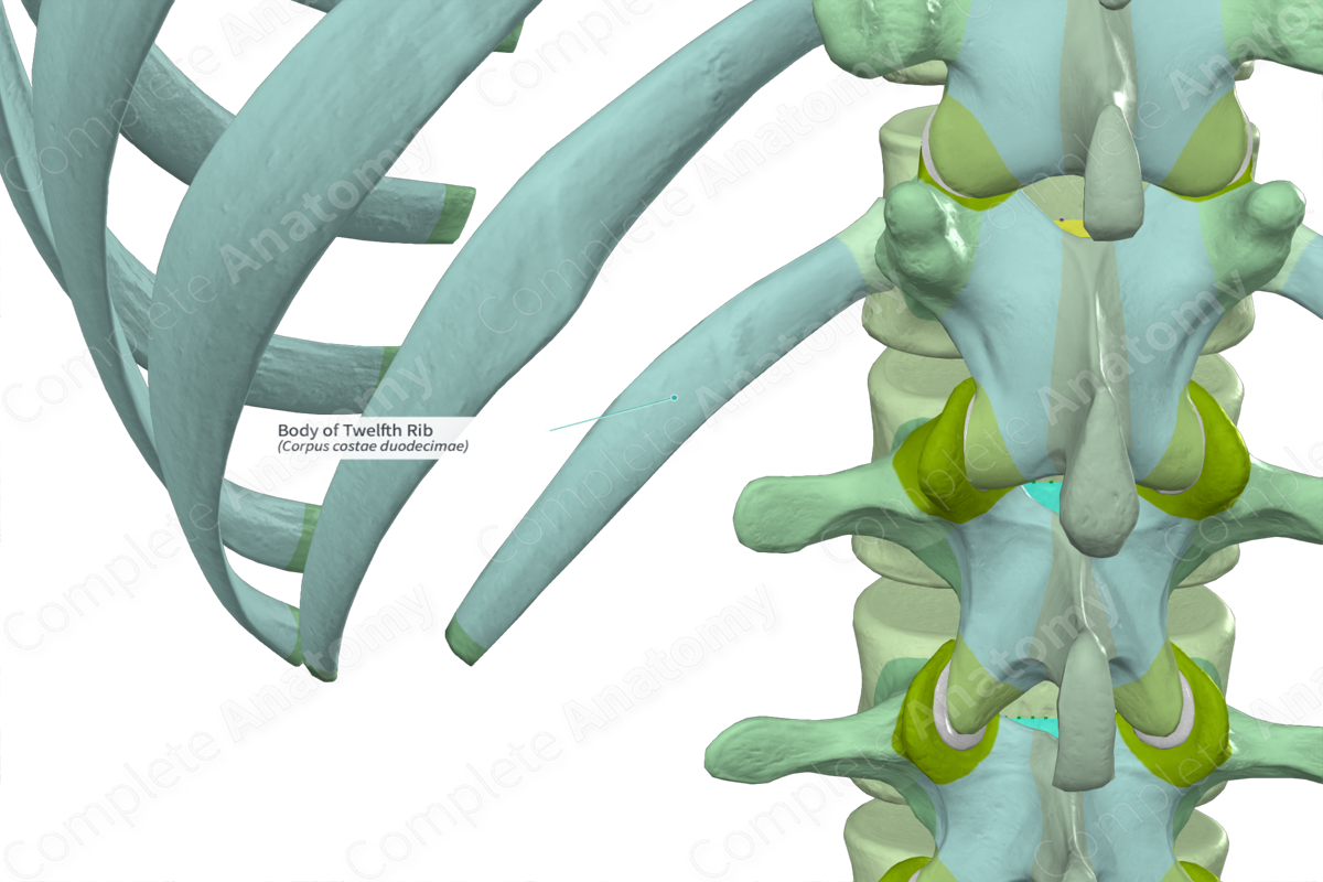 Body of Twelfth Rib | Complete Anatomy