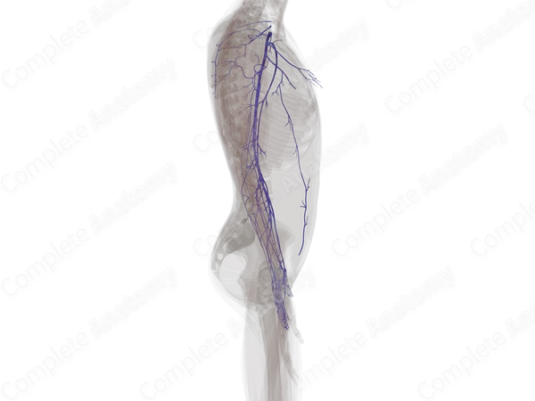 Veins of Upper Limb (Left)