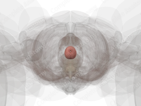 Prostate